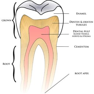 Teeth Anatomy image